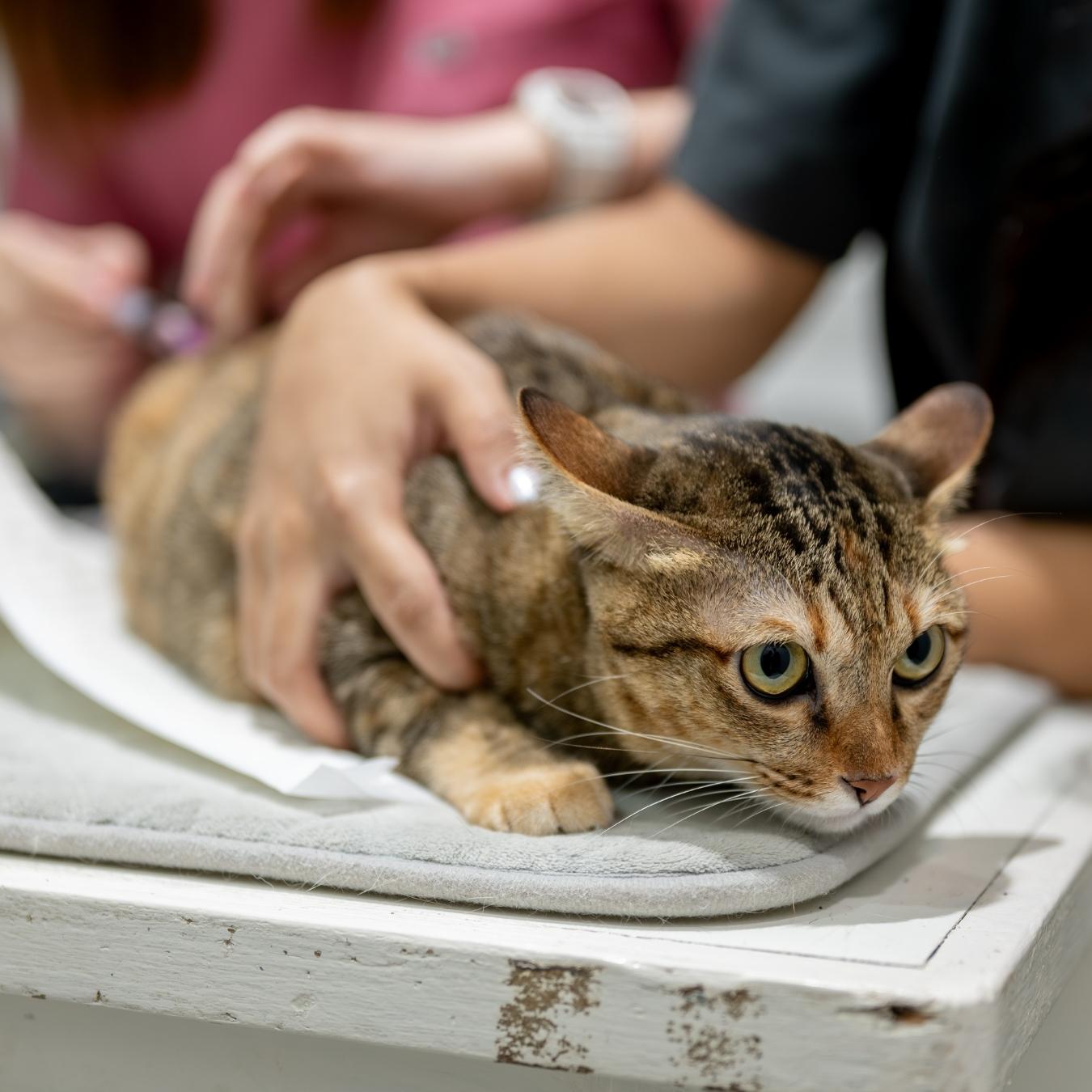 Cat getting vaccination shot