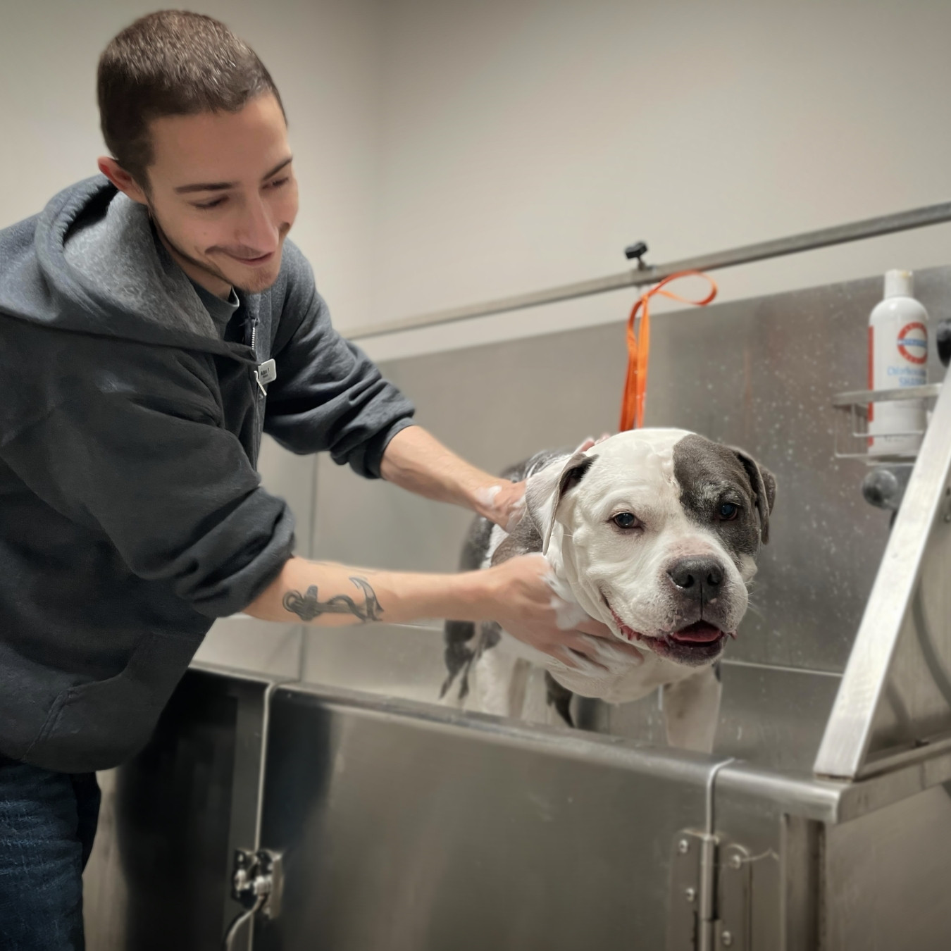 Team member bathing pet