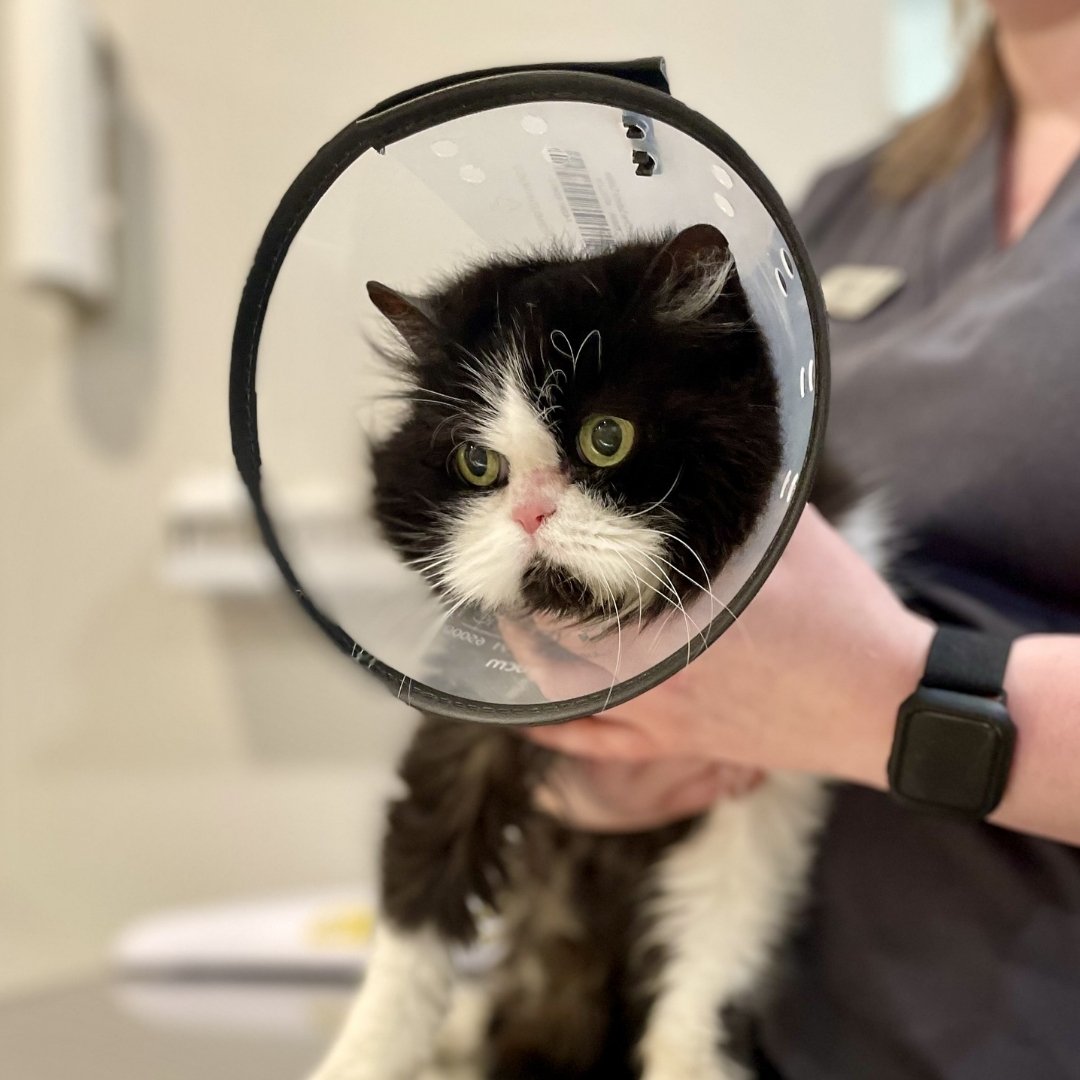 Cat in the clinic wearing a cone