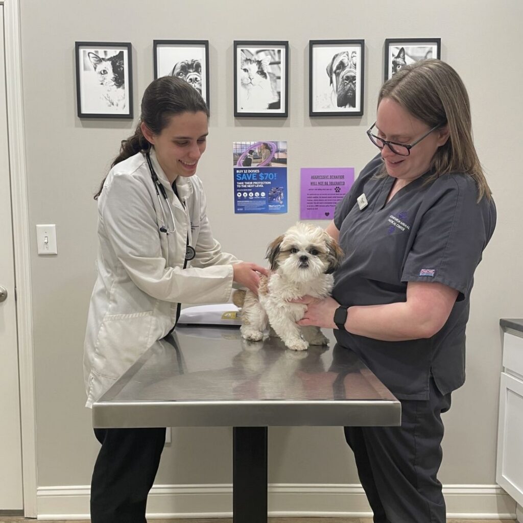 Doctor and team member caring a puppy Doctor and team member caring a puppy