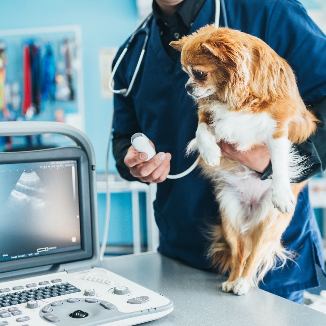 Dog having an ultrasound