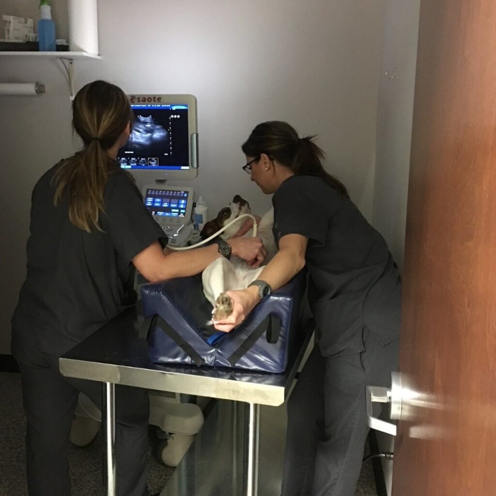 Puppy having an ultrasound by team members Puppy having an ultrasound by team members