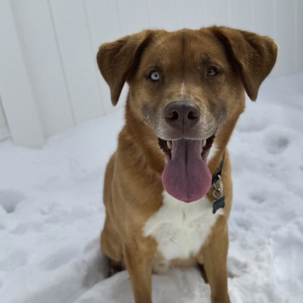 Puppy playing in the snow Puppy playing in the snow