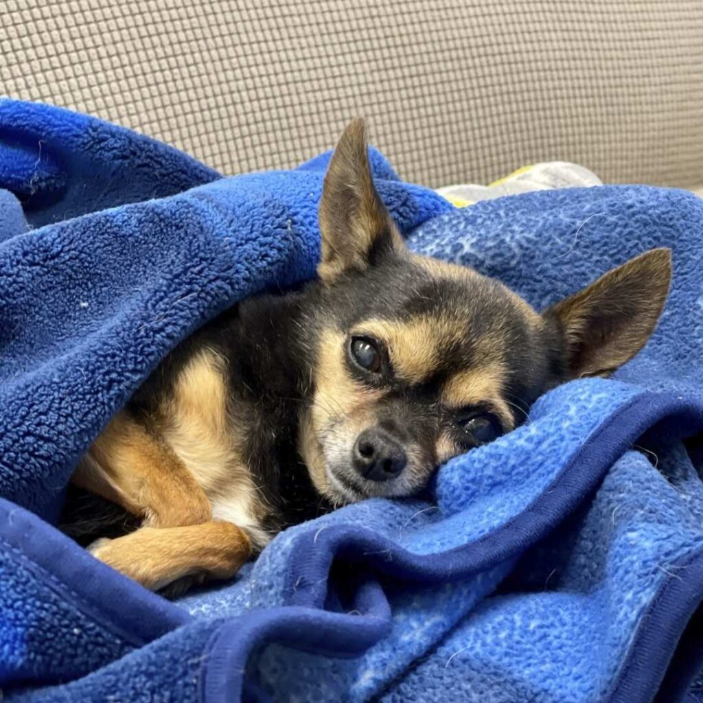 Puppy sleeping on a couch Puppy sleeping on a couch