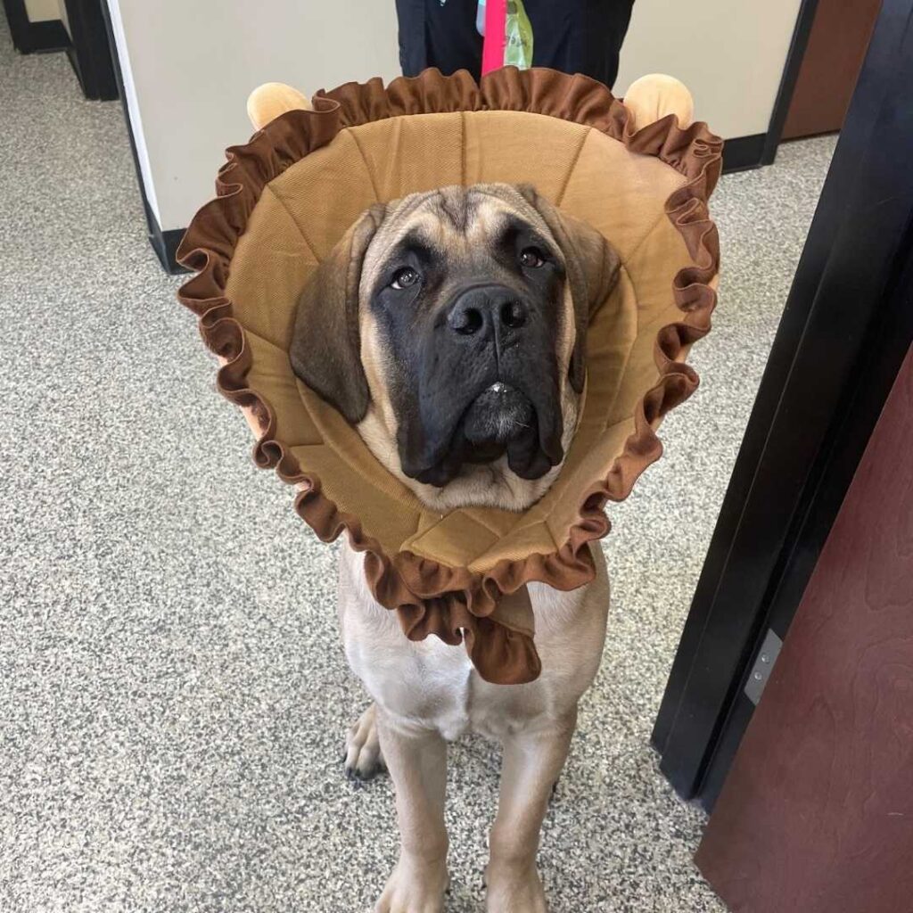 Puppy standing wearing a beautiful cone Puppy standing wearing a beautiful cone