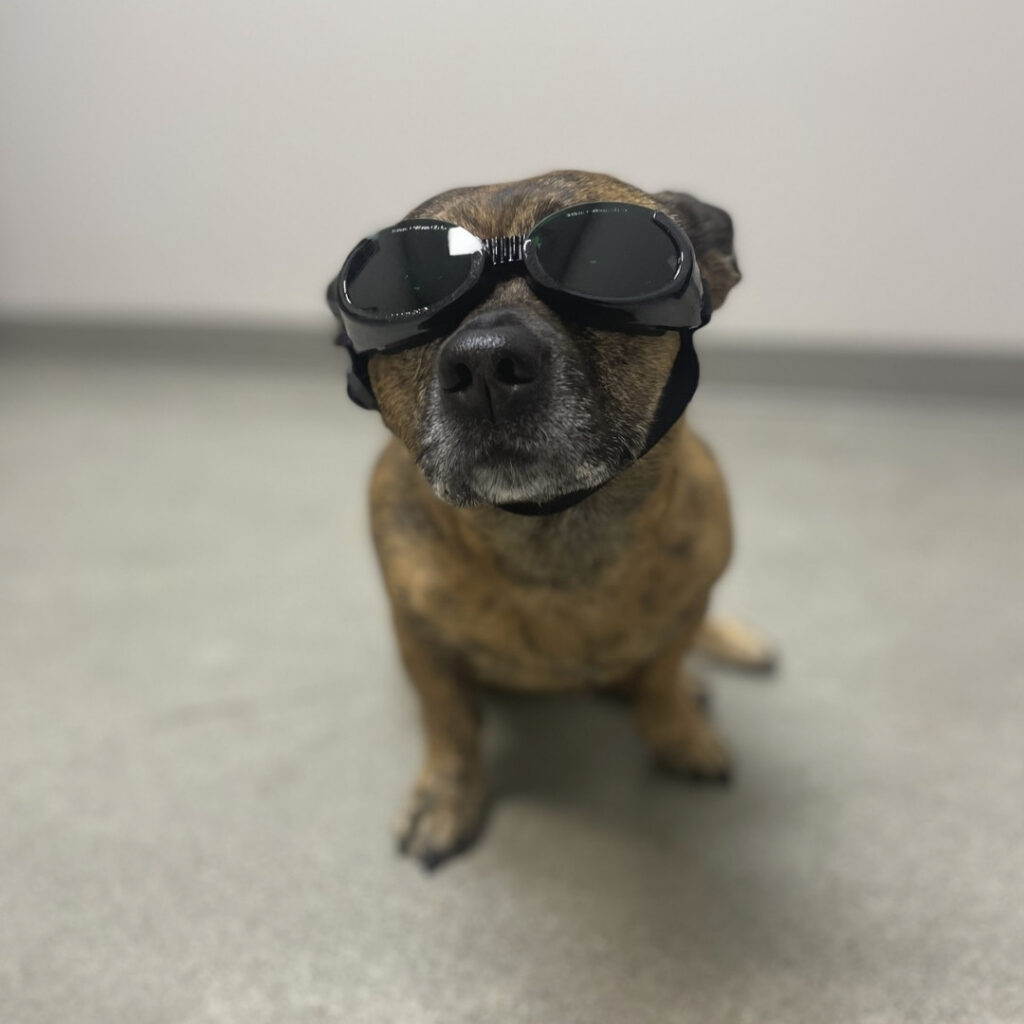 Puppy wearing a sunglass Puppy wearing a sunglass