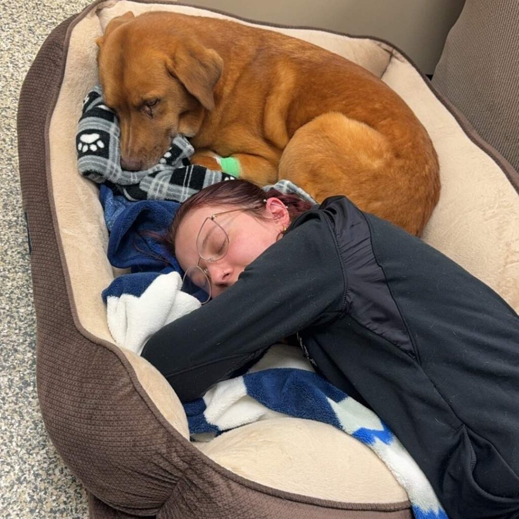 Vet relaxing with the dog A dog rests its head on a blanket next to a person sleeping in a dog bed.